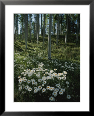 A Cluster Of Daisies And Aspen Trees Outside Of Telluride, Colorado by Taylor S. Kennedy Pricing Limited Edition Print image