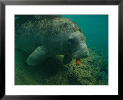 A Florida Manatee Chews On A Carrot In The Crystal River by Joel Sartore Pricing Limited Edition Print image