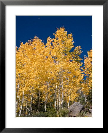 A Forest Changes Color As The Aspen Trees Turn Golden In Autumn by Taylor S. Kennedy Pricing Limited Edition Print image