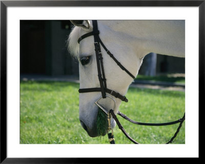 White Horse Grazes While Wearing Its Bridle by Stacy Gold Pricing Limited Edition Print image