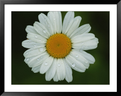 Close-Up Of Daisy With Dew Drops by Brian Gordon Green Pricing Limited Edition Print image