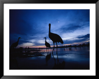 Sandhill Cranes Roost On The Platte River At Twilight by Joel Sartore Pricing Limited Edition Print image