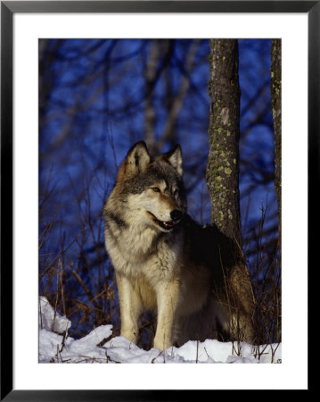 Gray Wolf, Canis Lupus by Robert Franz Pricing Limited Edition Print image