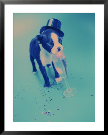 Boston Terrier Puppy Drinking Champagne by Fogstock Llc Pricing Limited Edition Print image