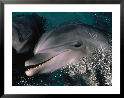 Bottlenose Dolphins, Dolphin Reef, Red Sea by Jeff Rotman Pricing Limited Edition Print image
