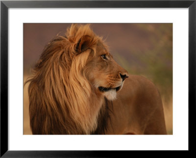 Male Lion, Namibia, South Africa by Keith Levit Pricing Limited Edition Print image