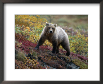Grizzly Bear, Denali National Park, Alaska by Hal Gage Pricing Limited Edition Print image