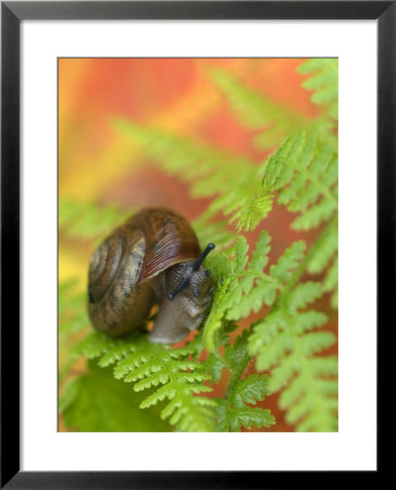 Snail On Fern In Fall, Adirondacks, New York, Usa by Nancy Rotenberg Pricing Limited Edition Print image