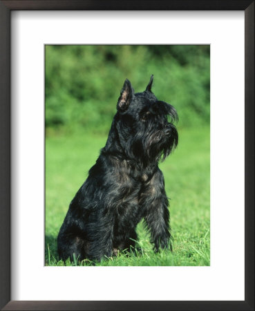 Black Miniature Schnauzer by Petra Wegner Pricing Limited Edition Print image