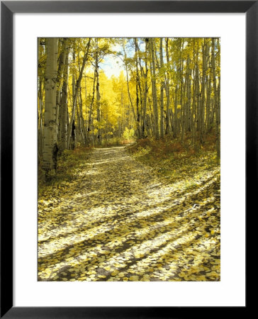 Aspen, Dirt Road, Kebler Pass, Colorado, Usa by Darrell Gulin Pricing Limited Edition Print image