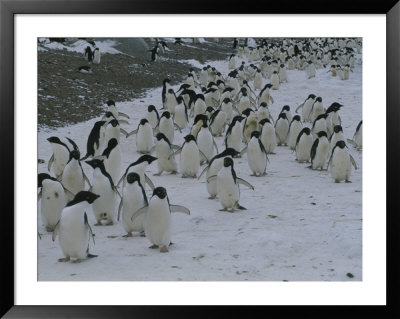 A Group Of Adelie Penguins Walking Along A Snowy Path by Gordon Wiltsie Pricing Limited Edition Print image