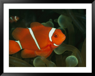 A Brilliant, Flourescent-Orange Spine-Cheeked Clownfish (Premnas Biaculeatus) by Wolcott Henry Pricing Limited Edition Print image