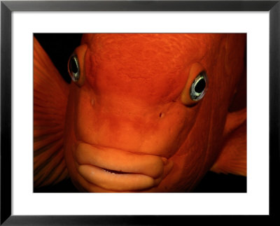 A Close-Up Of A Tangerine-Colored Garibaldi Fish by Wolcott Henry Pricing Limited Edition Print image
