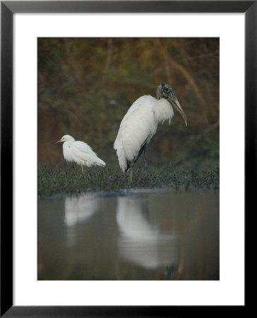 A Wood Stork And A Snowy Egret Standing At Waters Edge by Joel Sartore Pricing Limited Edition Print image