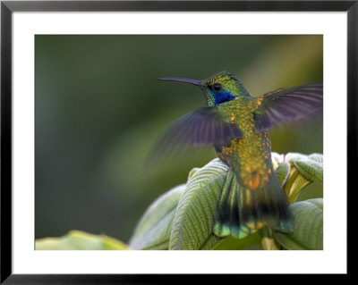 Green Violet-Ear Hummingbird (Colibri Thalassinus), Wings Extended by Roy Toft Pricing Limited Edition Print image