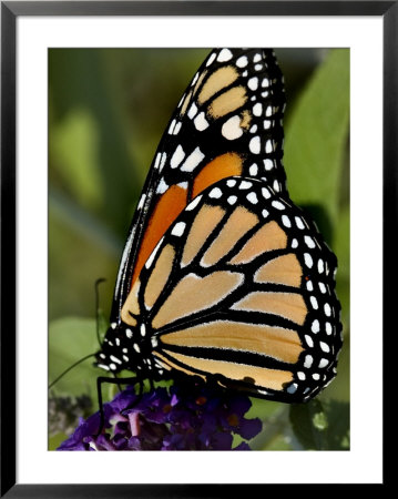 Close View Of A Monarch Butterfly On A Purple Flower, Groton, Connecticut by Todd Gipstein Pricing Limited Edition Print image