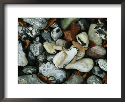 Stones And Shells At Beach, Close View, Jasmund National Park by Norbert Rosing Pricing Limited Edition Print image