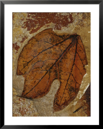 A Fossilized Sassafras Leaf by Jonathan Blair Pricing Limited Edition Print image