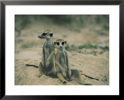 Meerkats Pose For The Camera by Nicole Duplaix Pricing Limited Edition Print image