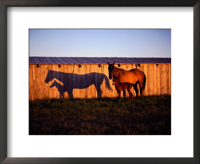 Mare And Her Foal Near A Barn by Sam Abell Pricing Limited Edition Print image