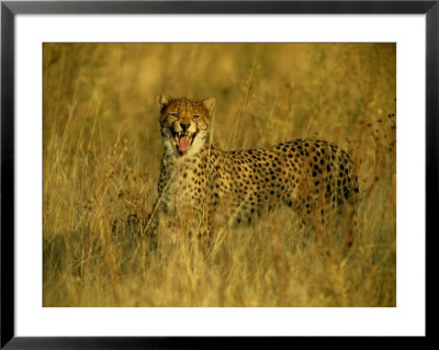 A Cheetah Yawns At The Camera by Beverly Joubert Pricing Limited Edition Print image