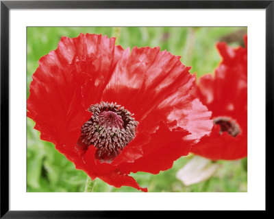 Papaver Vesuvius, Red Flower With Anthers by Lynn Keddie Pricing Limited Edition Print image