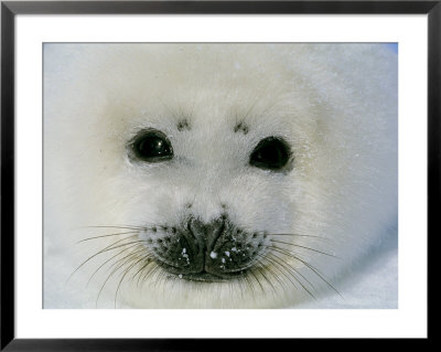 The Face Of A Baby Harp Seal In The Fat Whitecoat Stage by Brian J. Skerry Pricing Limited Edition Print image