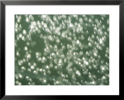 Close View Of Bubbles by Heather Perry Pricing Limited Edition Print image