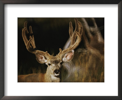 A Buck With His Antlers In Velvet by Dr. Maurice G. Hornocker Pricing Limited Edition Print image