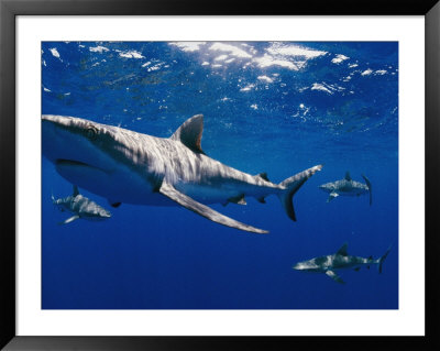 A Close View Of A Gray Reef Shark by Bill Curtsinger Pricing Limited Edition Print image