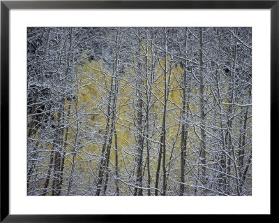 Snow-Covered Branches Of A Stand Of Aspen Trees Make A Lacy, Web-Like Pattern by Paul Chesley Pricing Limited Edition Print image