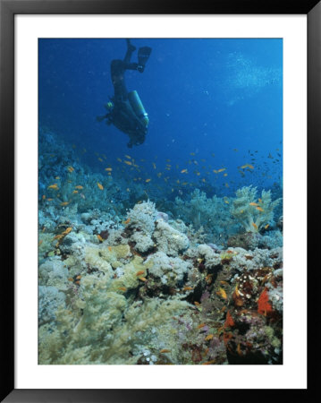 Diver Explores Coral And Marine Life In The Red Sea by Peter Carsten Pricing Limited Edition Print image
