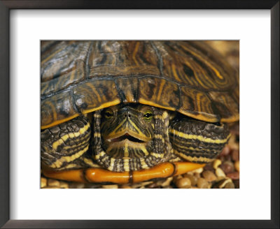 Close Portrait Of A Turtle by Darlyne A. Murawski Pricing Limited Edition Print image