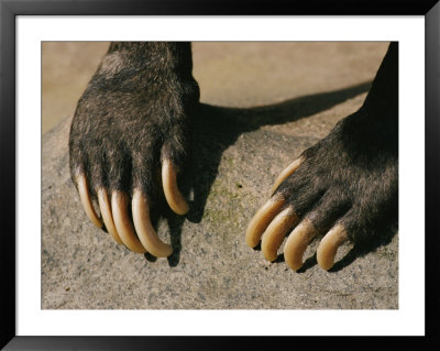Close-Up Of The Claws Of A Malayan Sun Bear by Roy Toft Pricing Limited Edition Print image