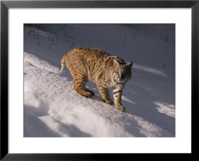 Bobcat Prowls Over The Snow by Dr. Maurice G. Hornocker Pricing Limited Edition Print image
