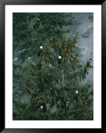 American Bald Eagles Perch In A Treetop by Klaus Nigge Pricing Limited Edition Print image