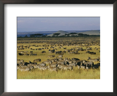 Herds Of Zebra And Wildebeest On The Serengeti by Skip Brown Pricing Limited Edition Print image