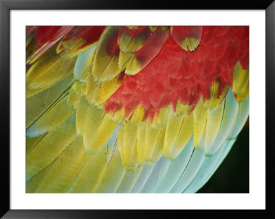 A Close View Of The Wing Of A Macaw by Stephen St. John Pricing Limited Edition Print image