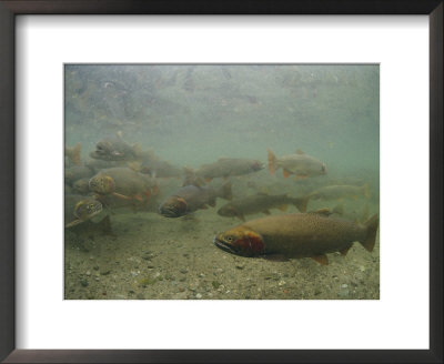 Cutthroat Trout Swim About Above A Gravelly Bottom by Michael S. Quinton Pricing Limited Edition Print image