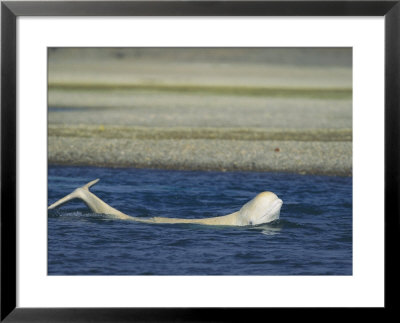 A Beluga Whale Lifts Head And Tail From Water As It Swims Near Shore by Norbert Rosing Pricing Limited Edition Print image