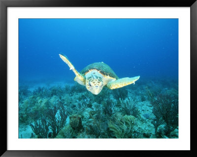 An Endangered Loggerhead Turtle Swims Gracefully Along The Sea Floor by Brian J. Skerry Pricing Limited Edition Print image