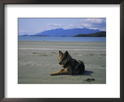 Gray Wolf On Beach by Joel Sartore Pricing Limited Edition Print image