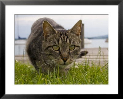 A Close View Of A Cat by Taylor S. Kennedy Pricing Limited Edition Print image