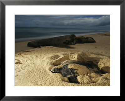 A Female Leatherback Digs Into The Beach To Lay Her Eggs by Michael Nichols Pricing Limited Edition Print image