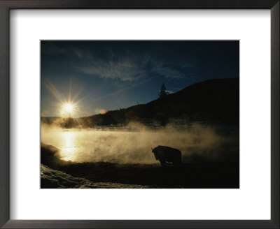 The Sun Sets Over A Silhouetted Bison Standing Near A Hotspring by Raymond Gehman Pricing Limited Edition Print image