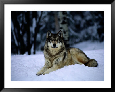 Gray Wolf Resting On New-Fallen Snow by Joel Sartore Pricing Limited Edition Print image