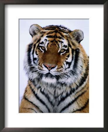 A Siberian Tiger At The Minnesota Zoological Garden by Michael Nichols Pricing Limited Edition Print image