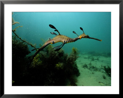 A Weedy Sea Dragon by George Grall Pricing Limited Edition Print image