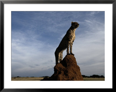 An African Cheetah Guards His Territory From The Top Of A Large Termite Mound by Chris Johns Pricing Limited Edition Print image