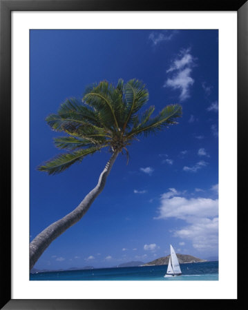 A Scenic View Of A Palm Tree And A Sailboat Off The Coast Of Peter Island by Todd Gipstein Pricing Limited Edition Print image